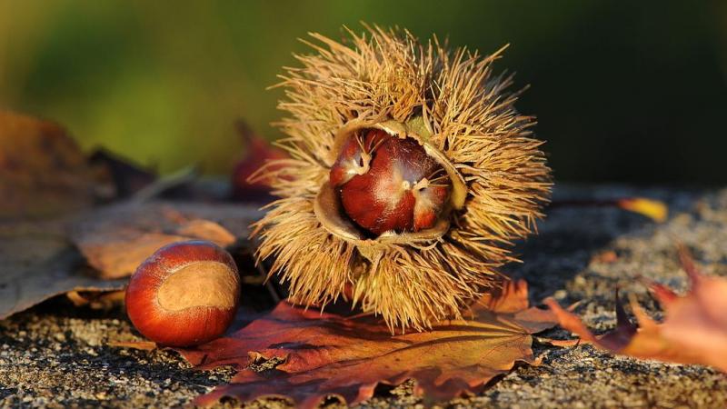 **Szelídgesztenye a Kertben: Tippek a Bőséges Termés Eléréséhez**

A szelídgesztenye fák nem csupán gyönyörű zöldellő díszei kertünknek, hanem ízletes termésükkel is gazdagítják azt. Ha szeretnénk a lehető legtöbbet kihozni a gesztenyefáinkból, érdemes né