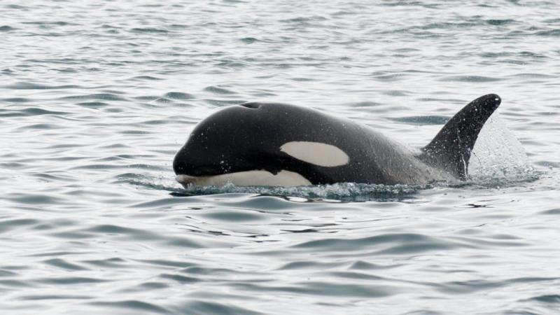 A kardszárnyú delfinek új divatirányzatot hódítottak meg: lazacsapkát viselnek! A tengeri emlősök nem csupán a vízben való ügyességükkel tűnnek ki, hanem most már stílusukkal is felhívják magukra a figyelmet. A különleges fejfedő nemcsak védelmet nyújt, h