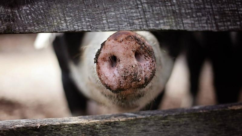 Fertőző betegség terjedése figyelhető meg a magyar határon, amely miatt a miniszter is kifejtette álláspontját.
