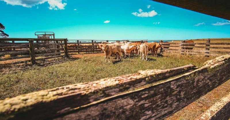 Mostantól nem kell másra hagyatkozniuk: a gazdák saját maguk végezhetik el az állataik végső búcsúztatását.