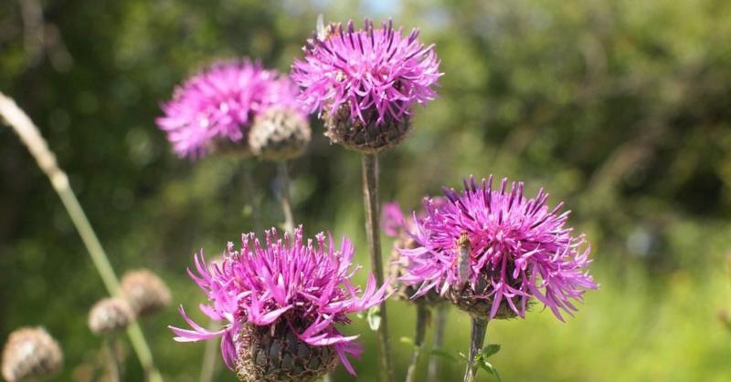 Természetesen! Íme egy átfogalmazott változat:

**Ősi növények új fényben – hazai virágok a kortárs kertekben**

Egyre több figyelmet kapnak a régi, őshonos virágfajták, amelyek újra helyet kapnak a modern kertekben. Ezek a növények nem csupán esztétikai 