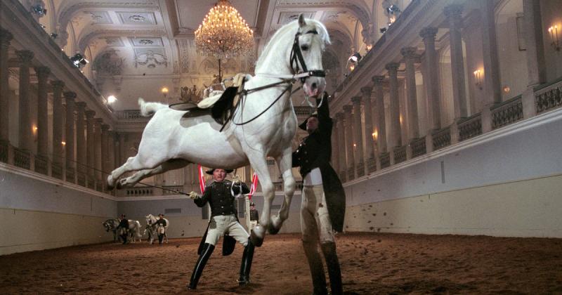 A bécsi Spanyol Lovasiskola körüli helyzet igencsak aggasztó, és sürgős intézkedésekre van szükség a kormány részéről. Az idő sürget, és elengedhetetlen, hogy a hatóságok lépjenek a problémák megoldása érdekében.